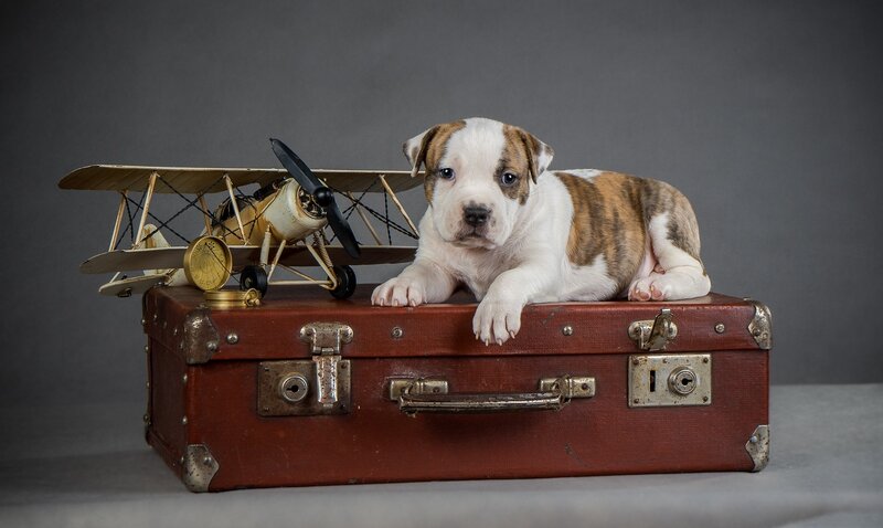 Puppy on Suitcase