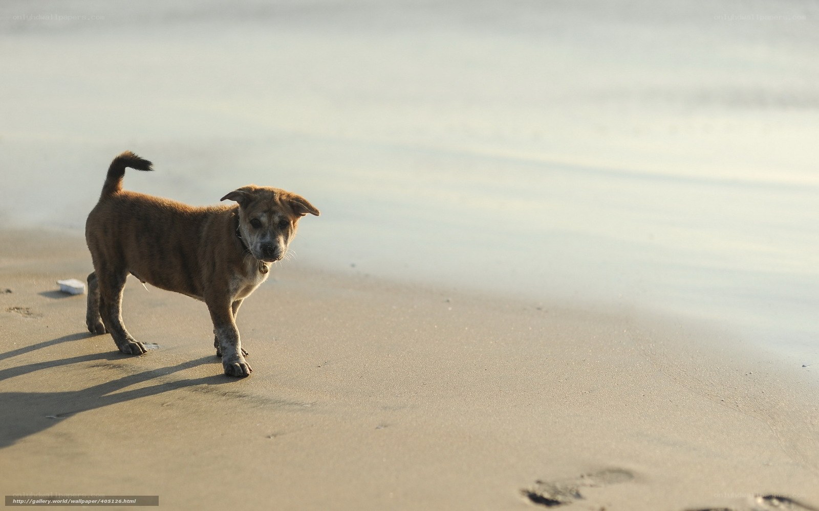 Puppy on the beach