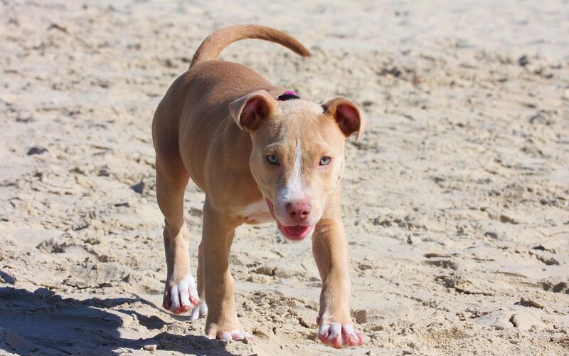 puppy on the beach