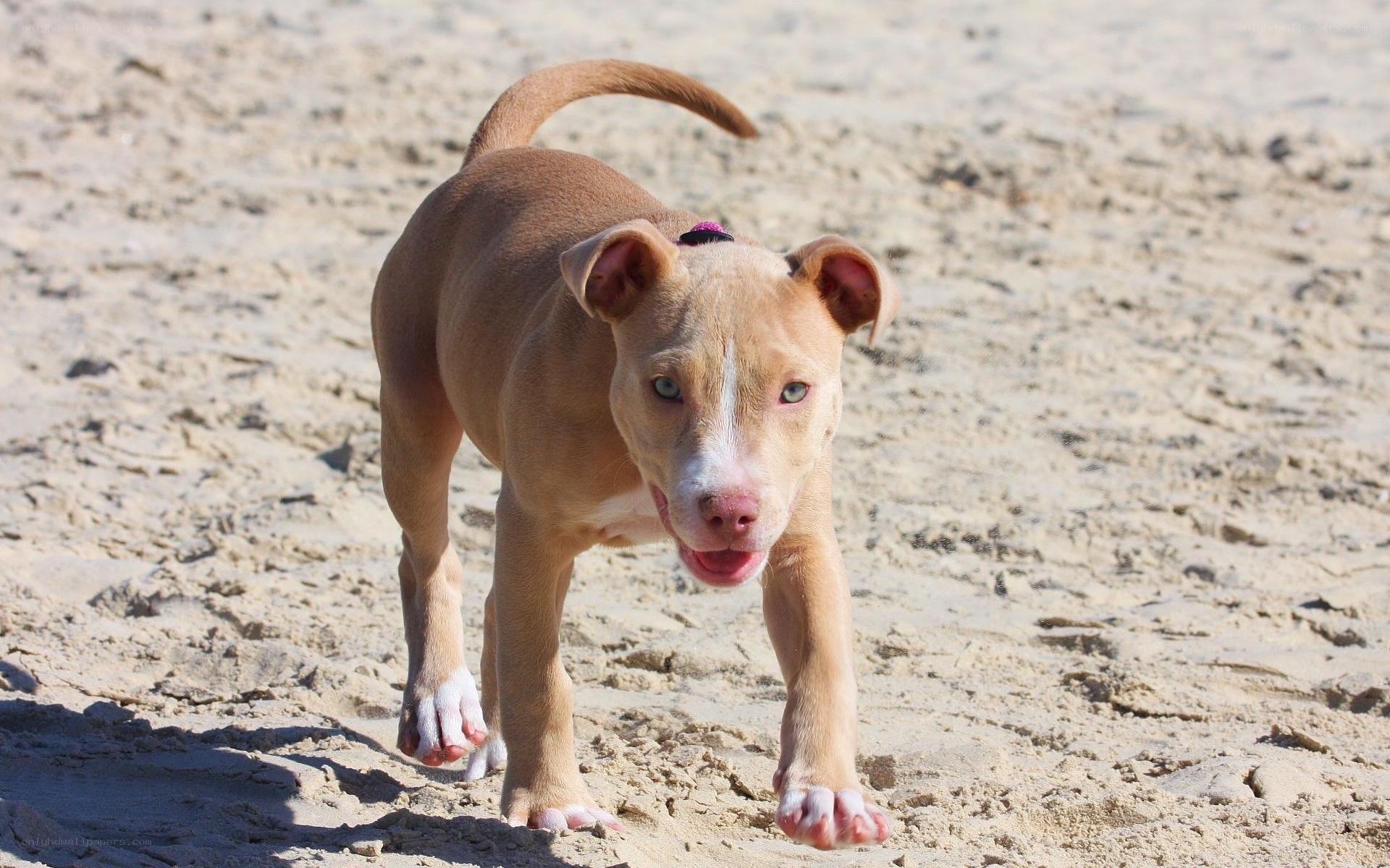 puppy on the beach