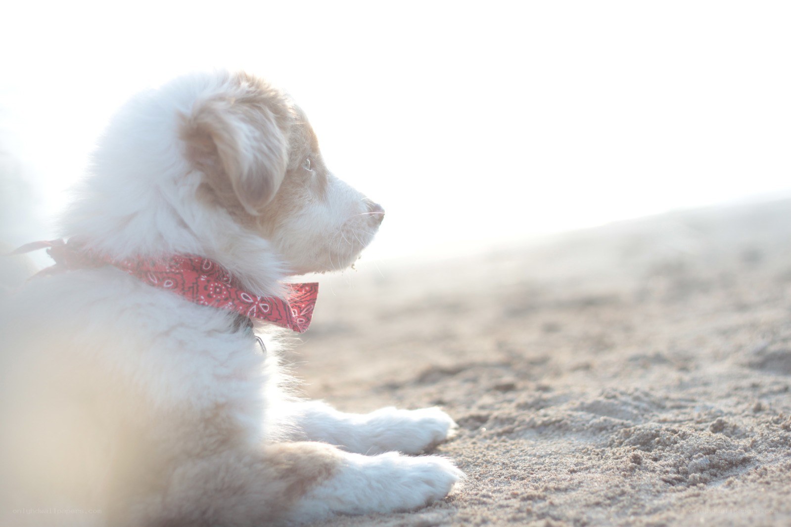 puppy on the beach