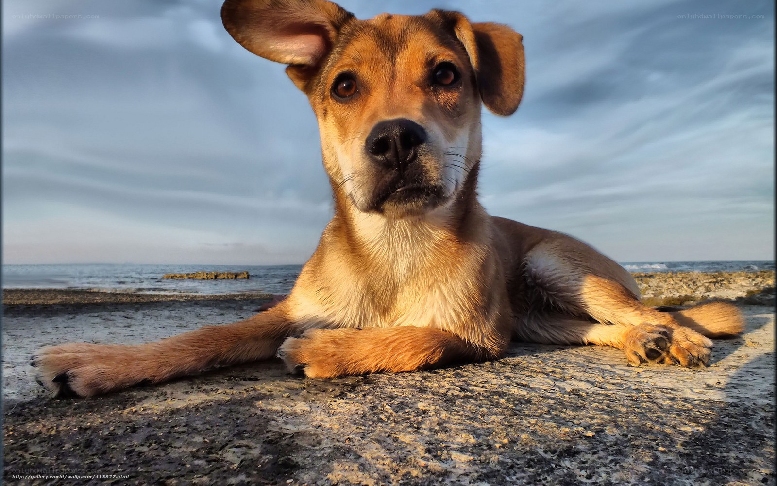puppy on the beach at sunset