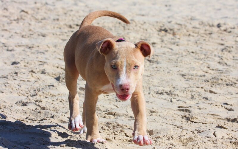 puppy on the beach