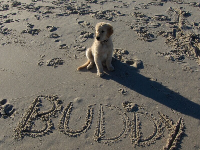 Puppy on the beach with name written in sand