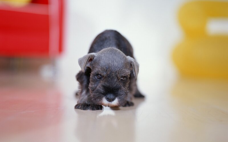 puppy on the floor
