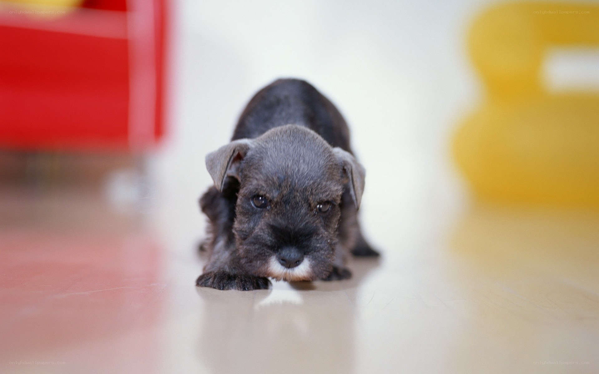 puppy on the floor