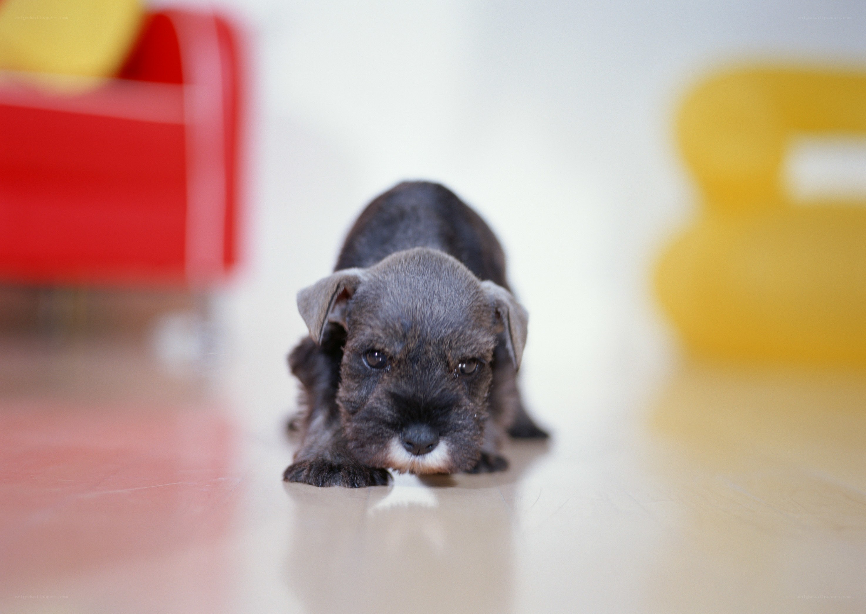 puppy on the floor