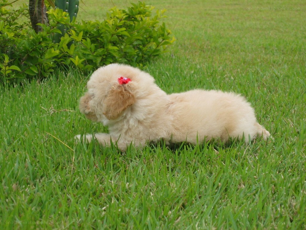 puppy on the grass