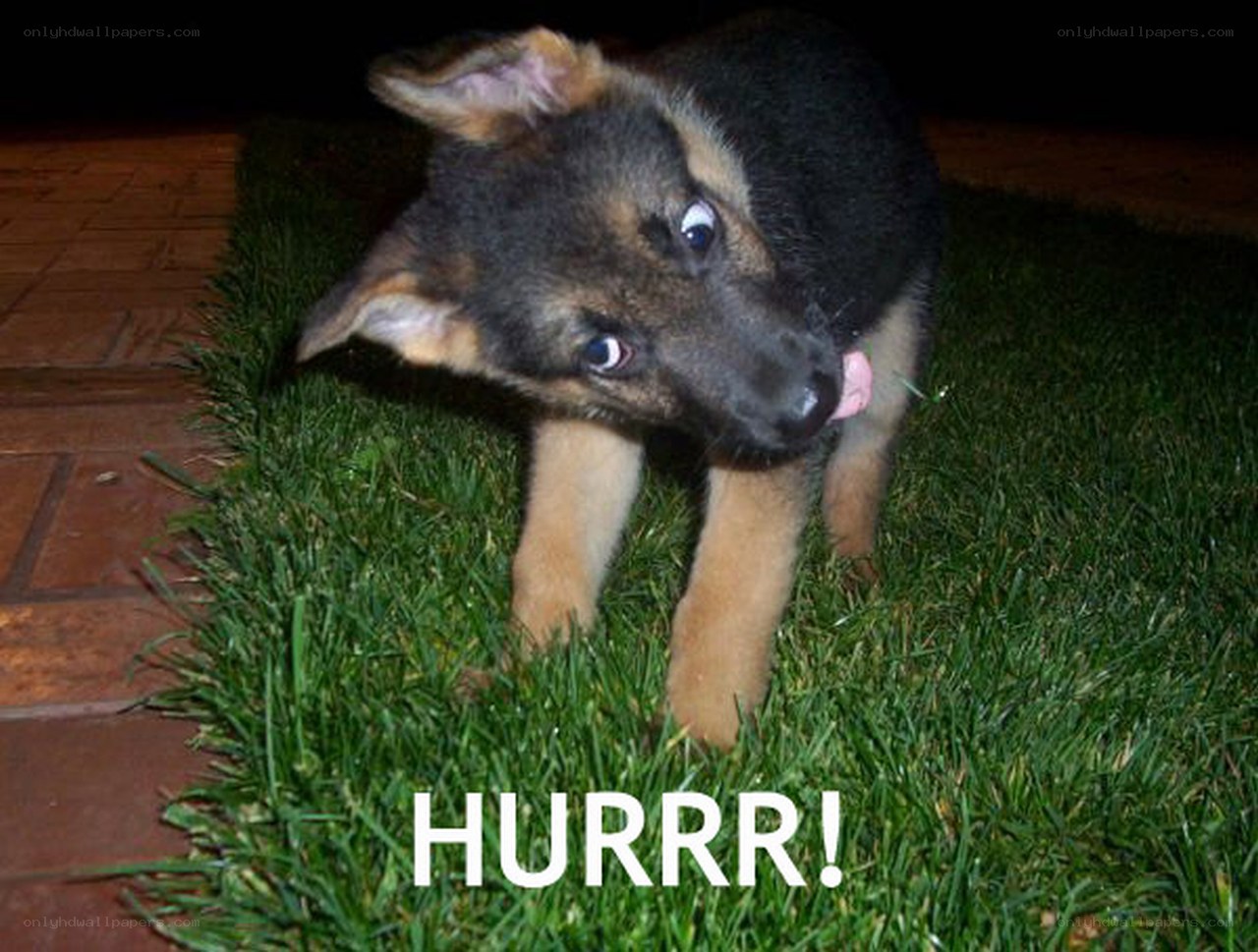puppy on the grass