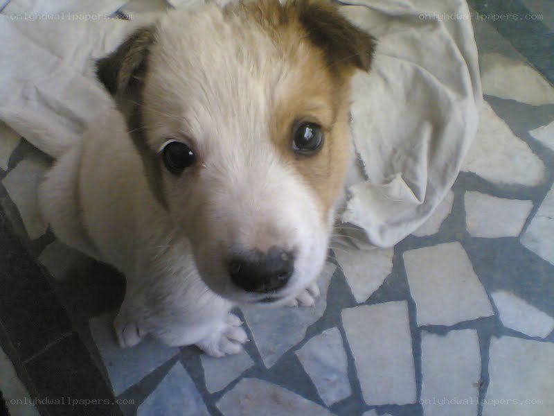 puppy on tiled floor