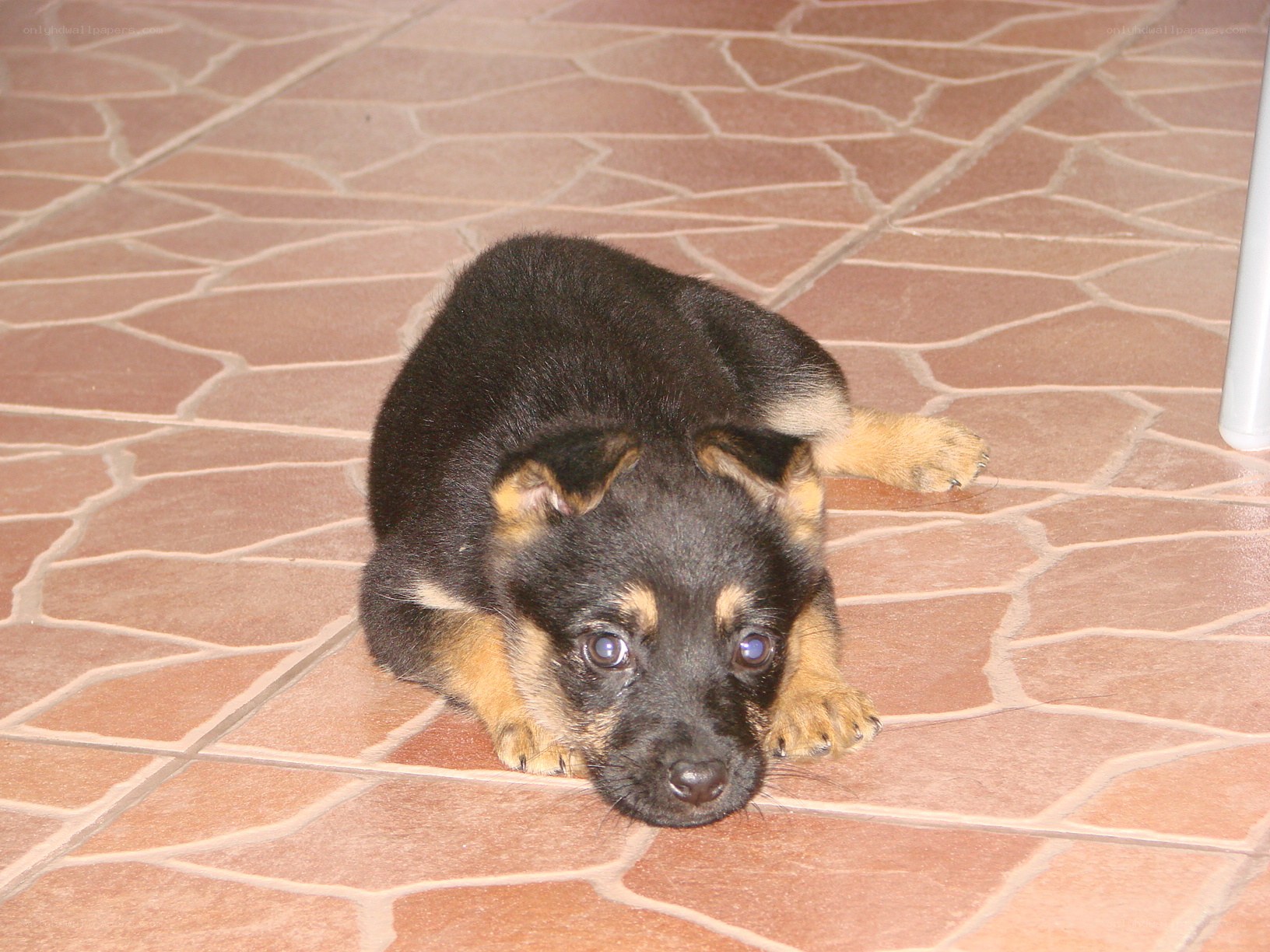 puppy on tiled floor