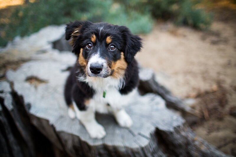 Puppy on Tree Stump — Black