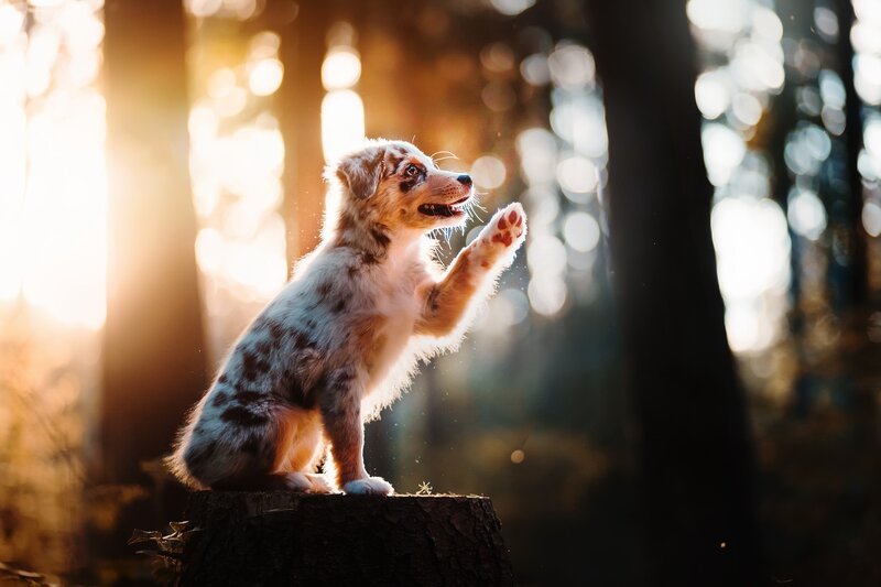 Puppy on Tree Stump — Brown