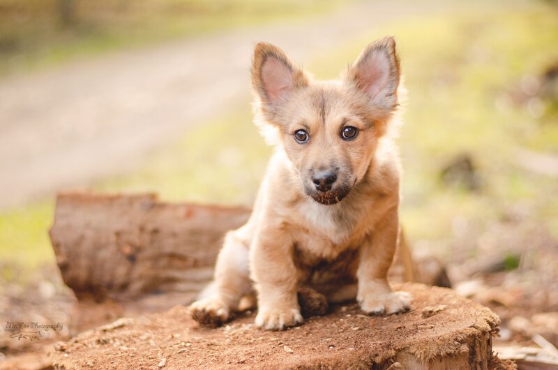Puppy on Tree Stump