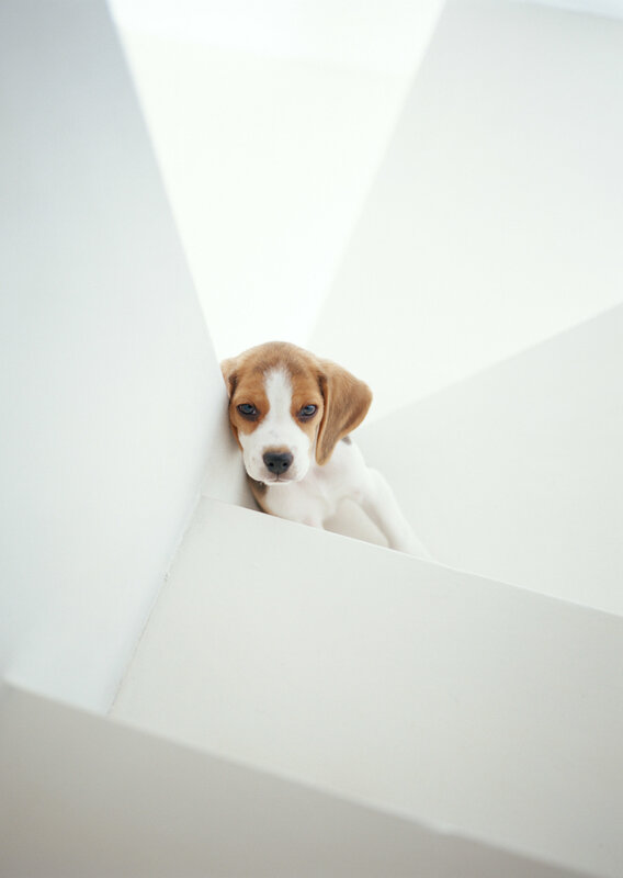 puppy on white stairs