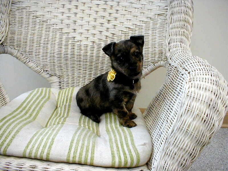 puppy on wicker chair