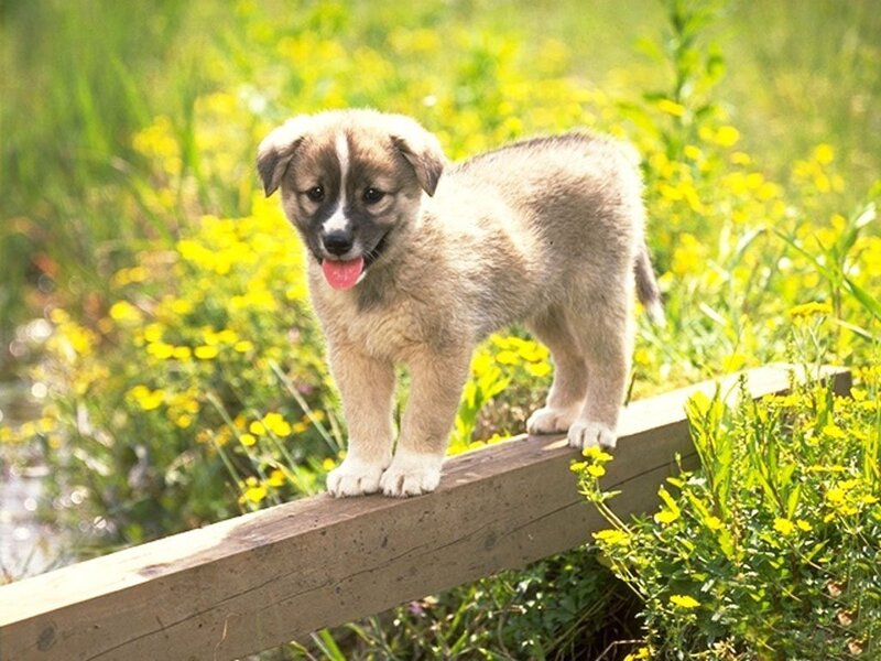 Puppy on Wooden Beam