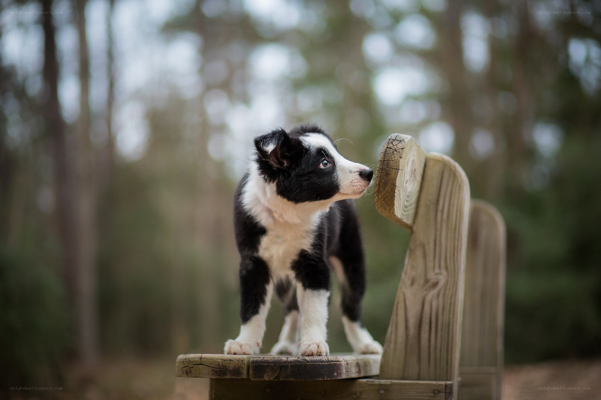 puppy on wooden bench
