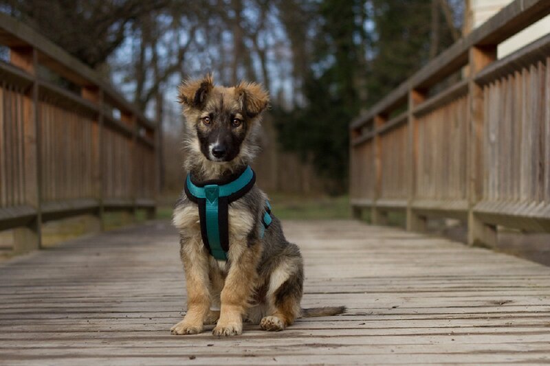 Puppy on Wooden Bridge — Brown