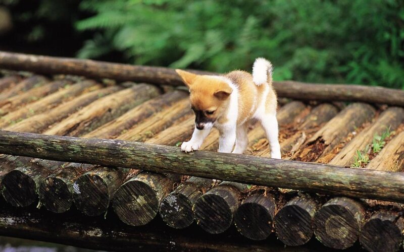Puppy on Wooden Bridge