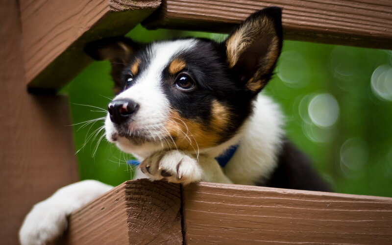Puppy on Wooden Deck — Brown