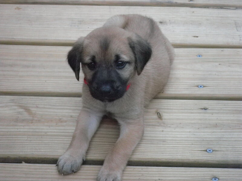 Puppy on Wooden Deck