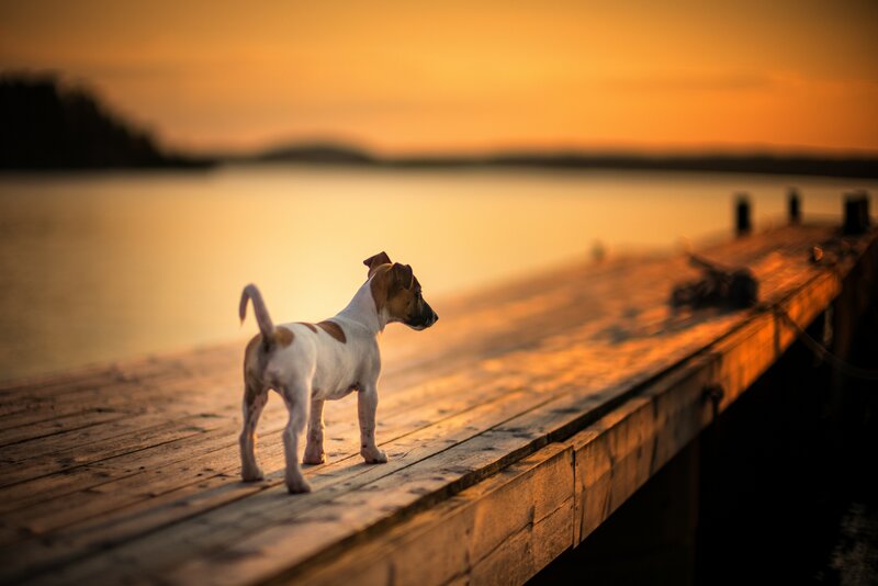 Puppy on Wooden Dock