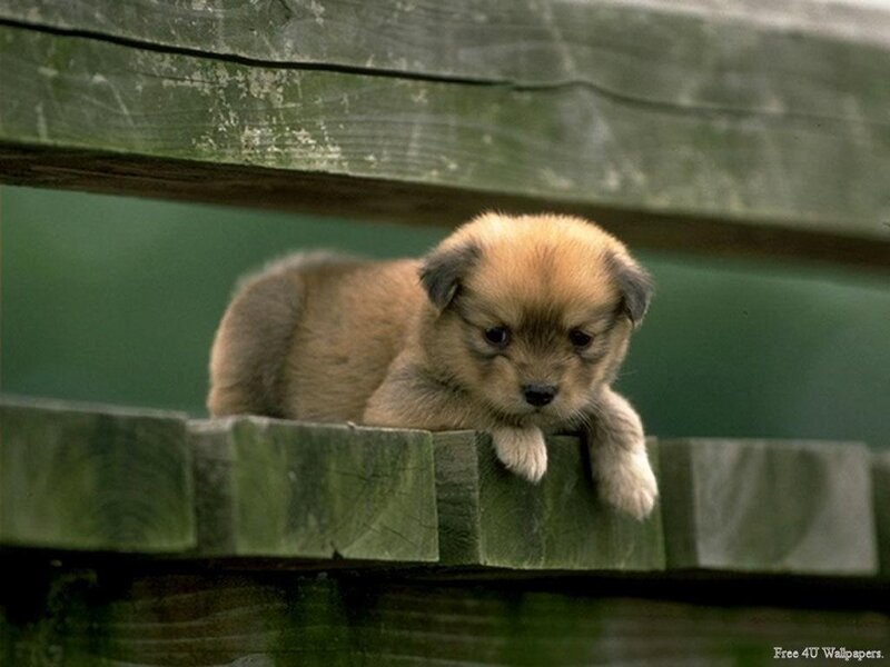 puppy on wooden fence