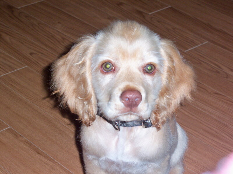 puppy on wooden floor