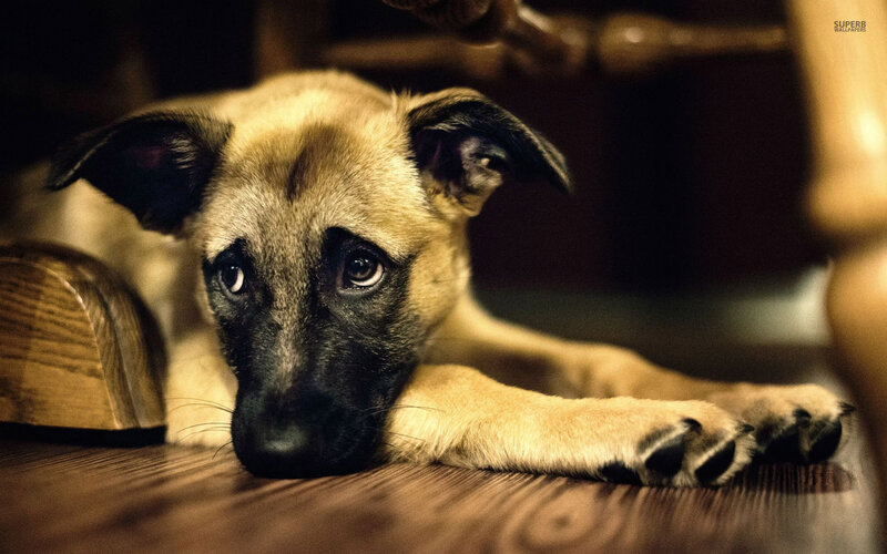 Puppy on Wooden Floor — Brown, Calm, Photograph