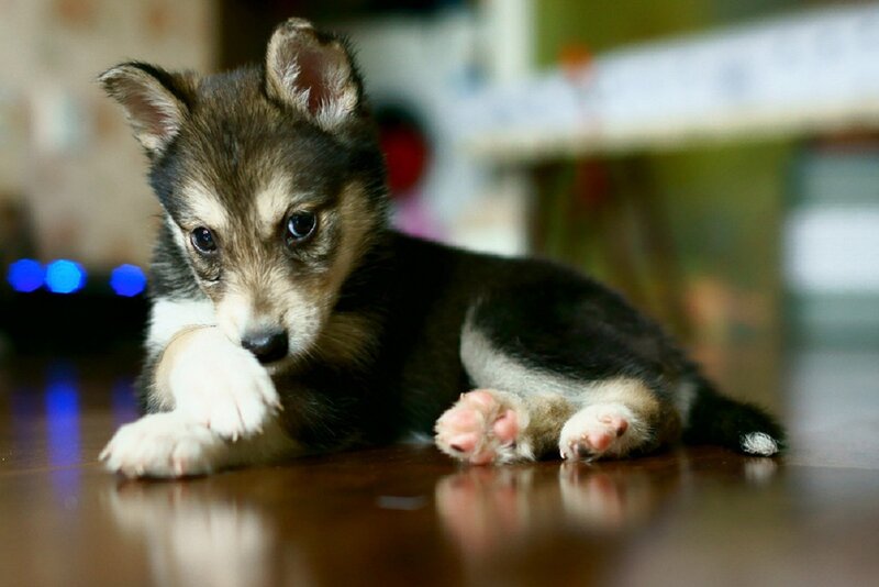 Puppy on Wooden Floor — Brown, Calm
