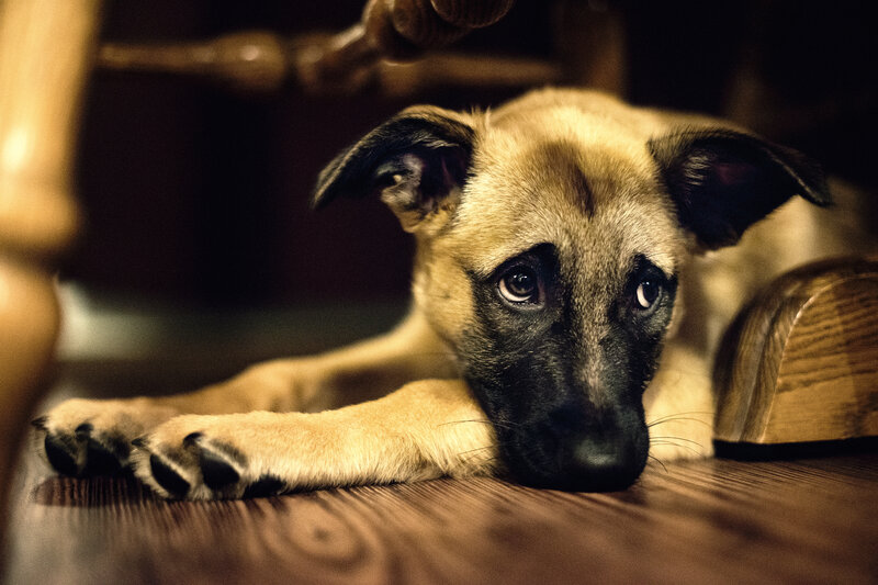 Puppy on Wooden Floor — Brown