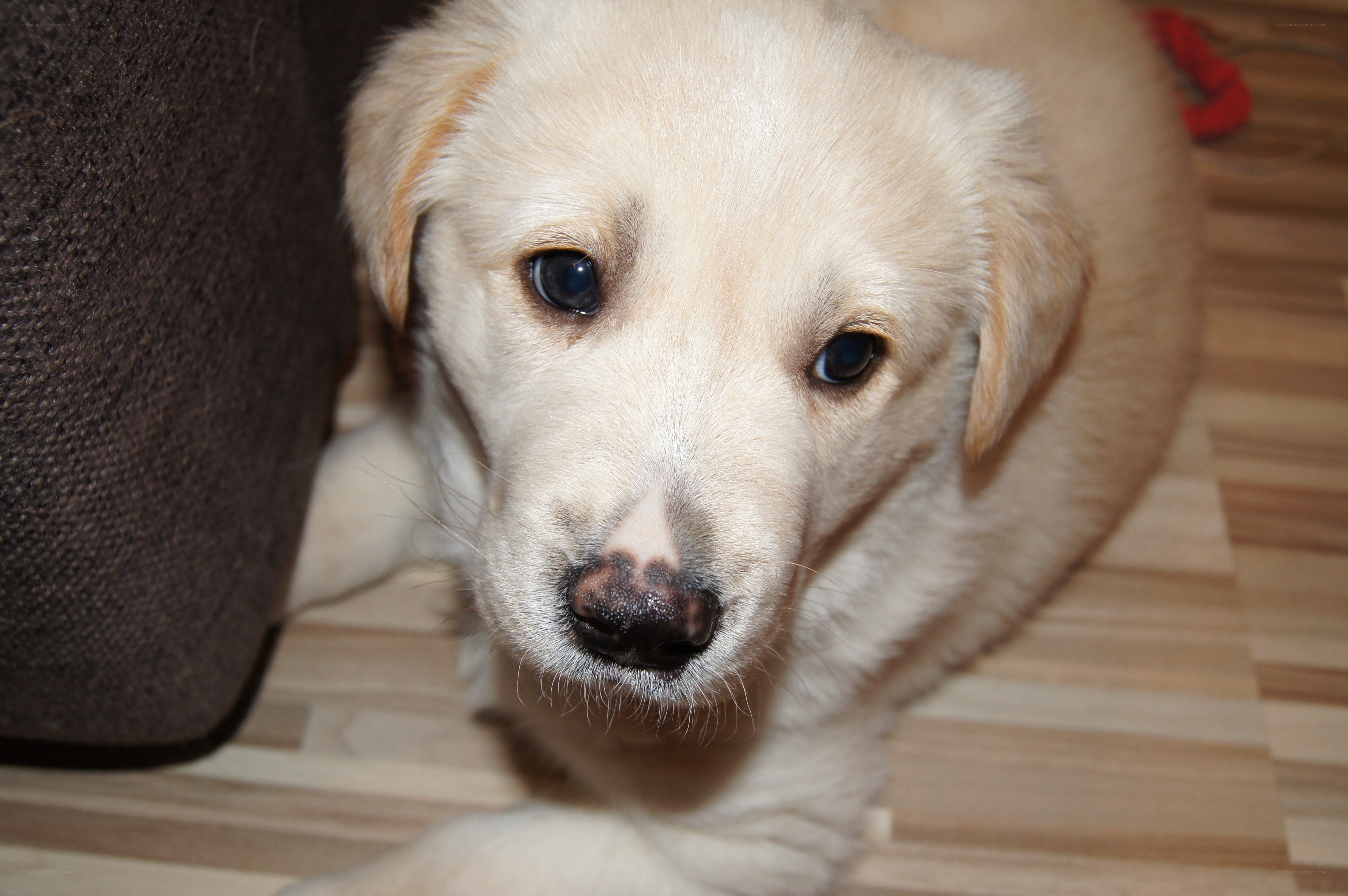 puppy on wooden floor