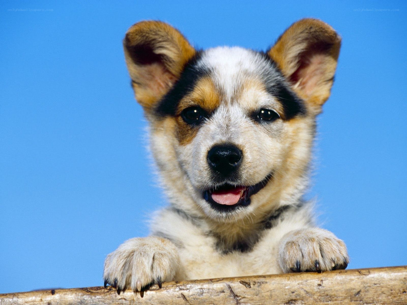 puppy on wooden log