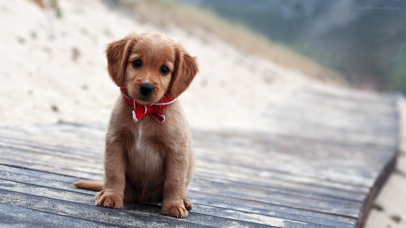 puppy on wooden path