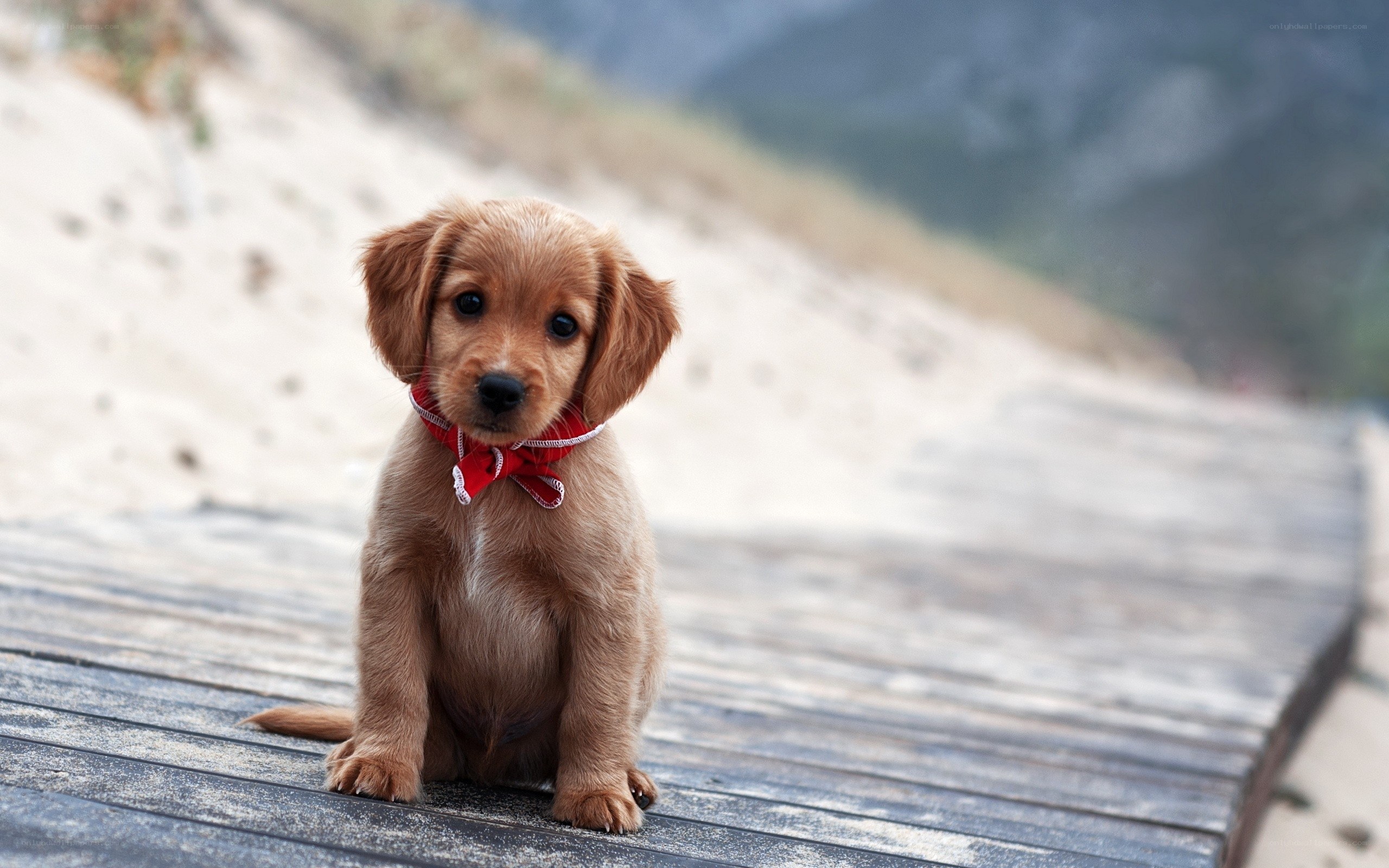 puppy on wooden path