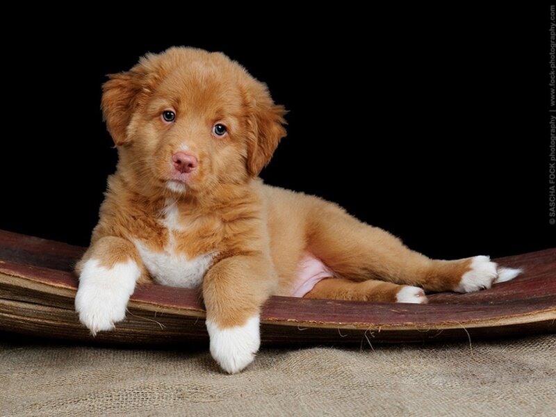 puppy on wooden plank