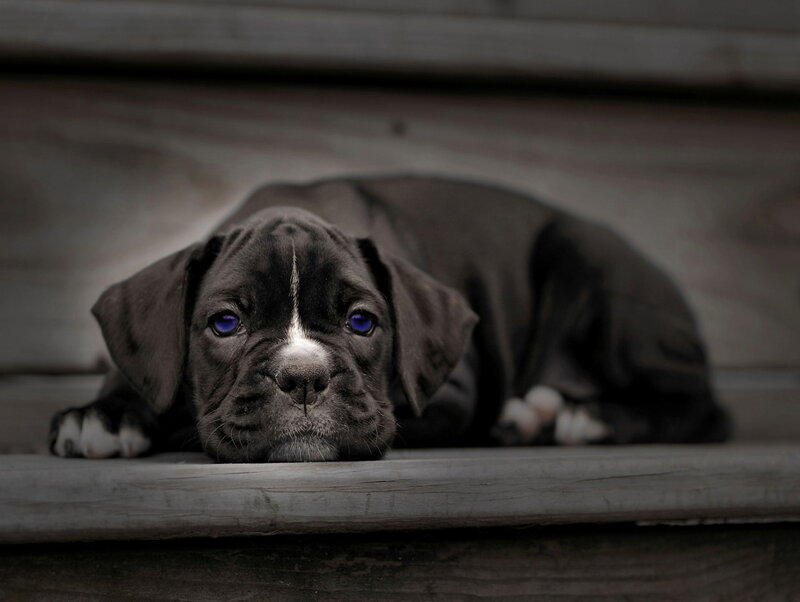 puppy on wooden steps