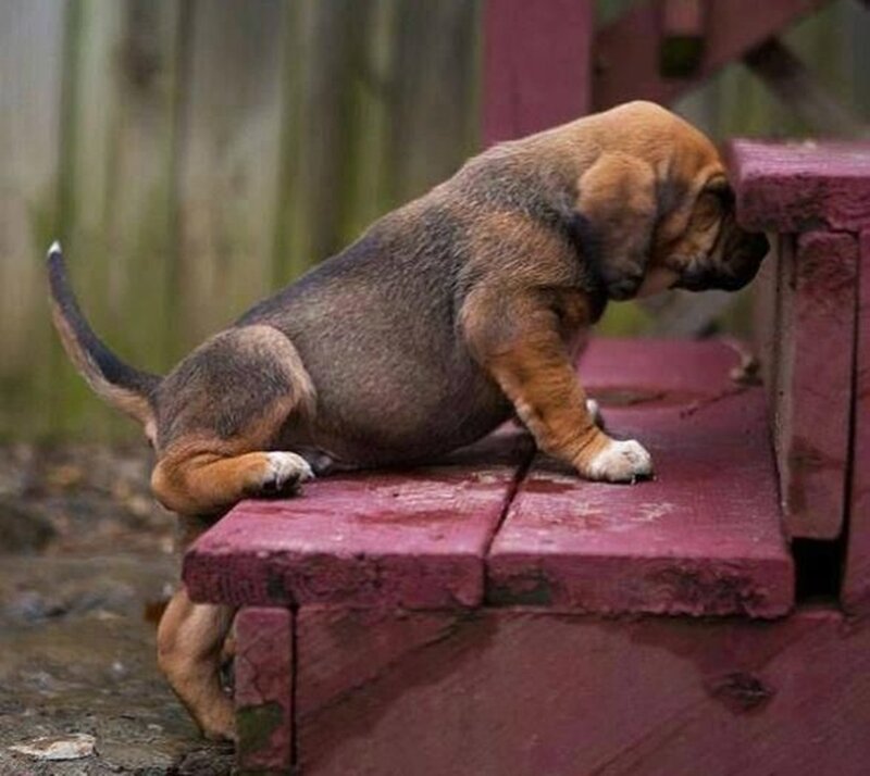 Puppy on Wooden Steps — Brown