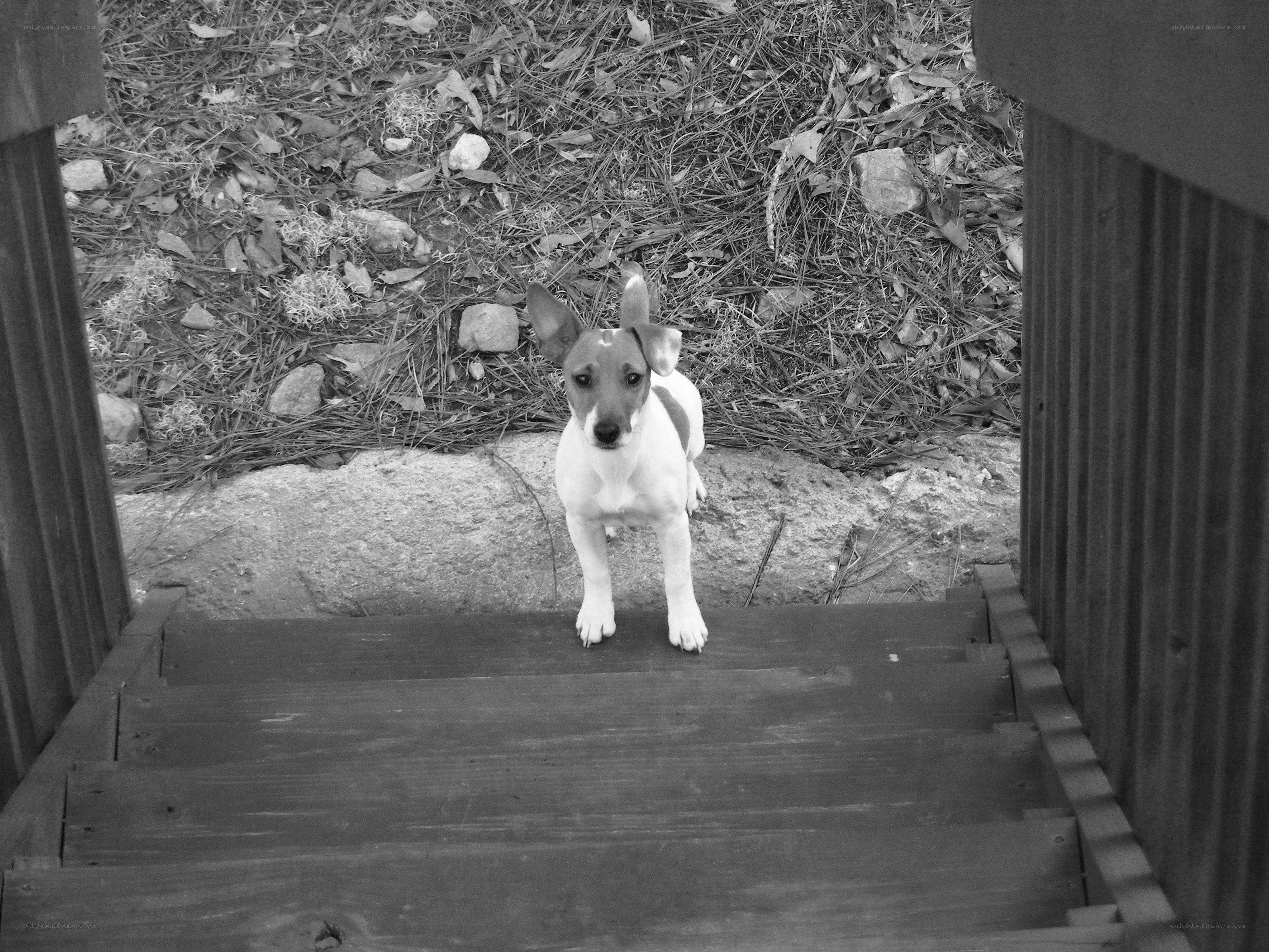 puppy on wooden steps