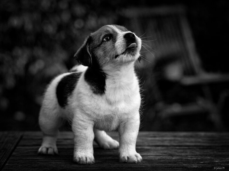 Puppy on Wooden Surface