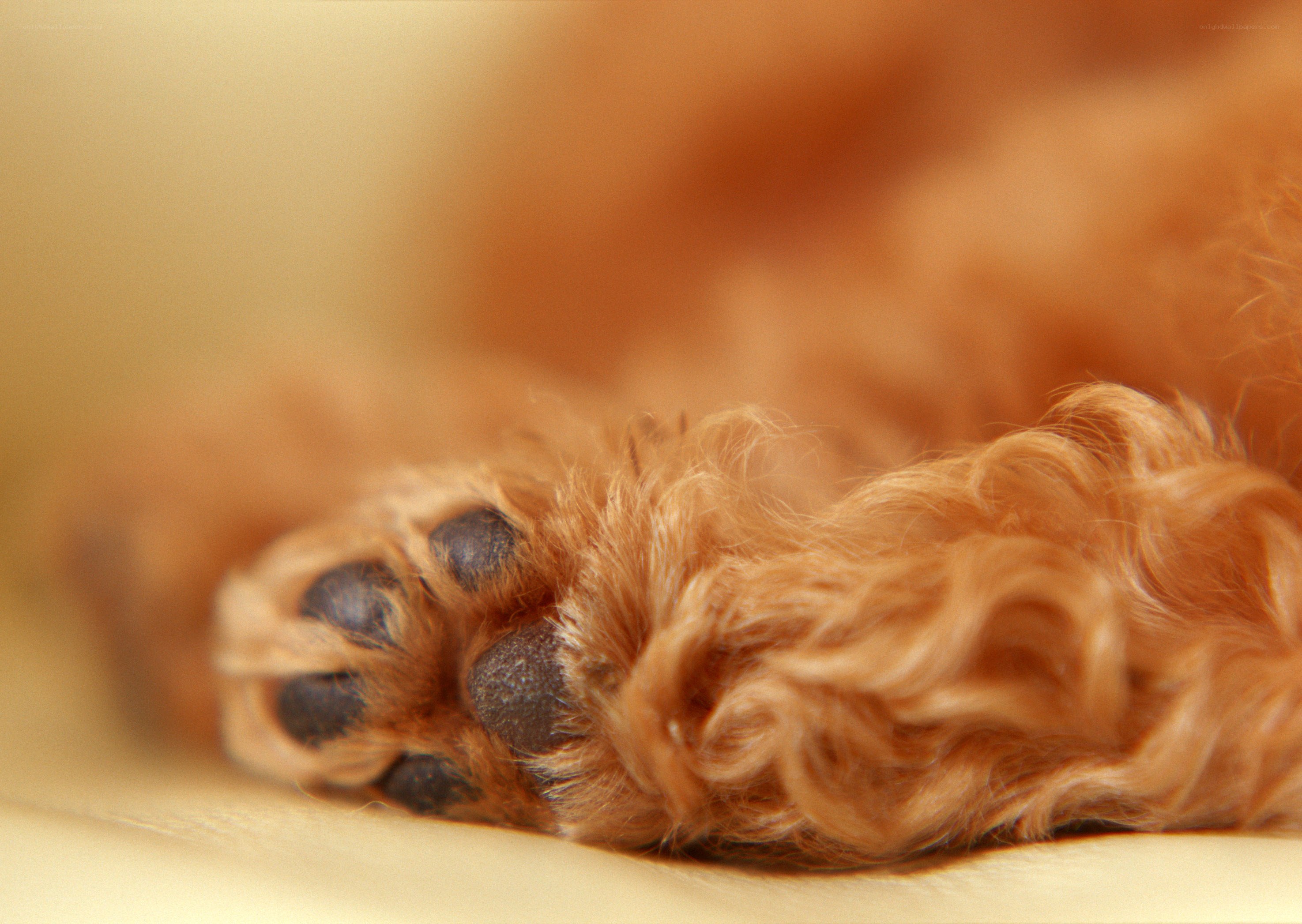 puppy paw close-up