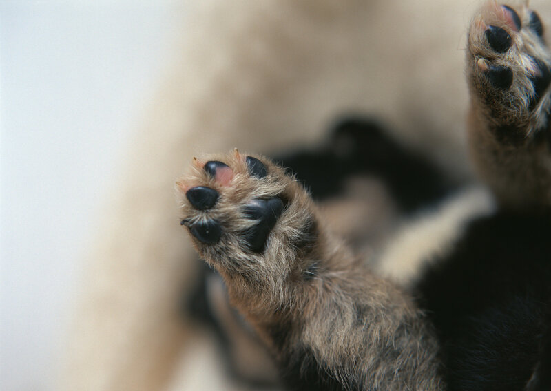 puppy paws close-up