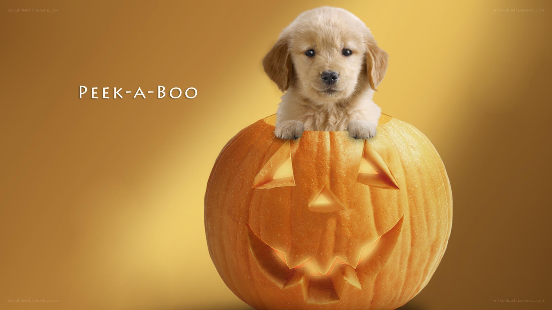 puppy peek-a-boo