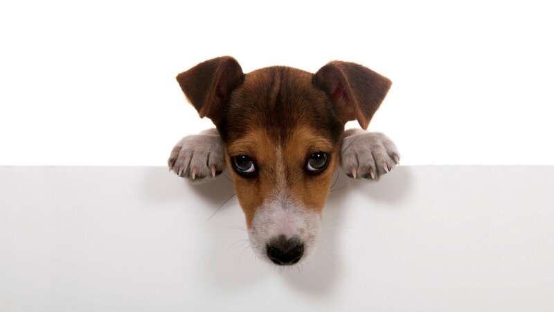 Puppy Peeking over Edge — Brown
