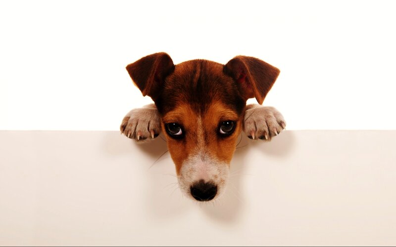 Puppy Peeking over Edge