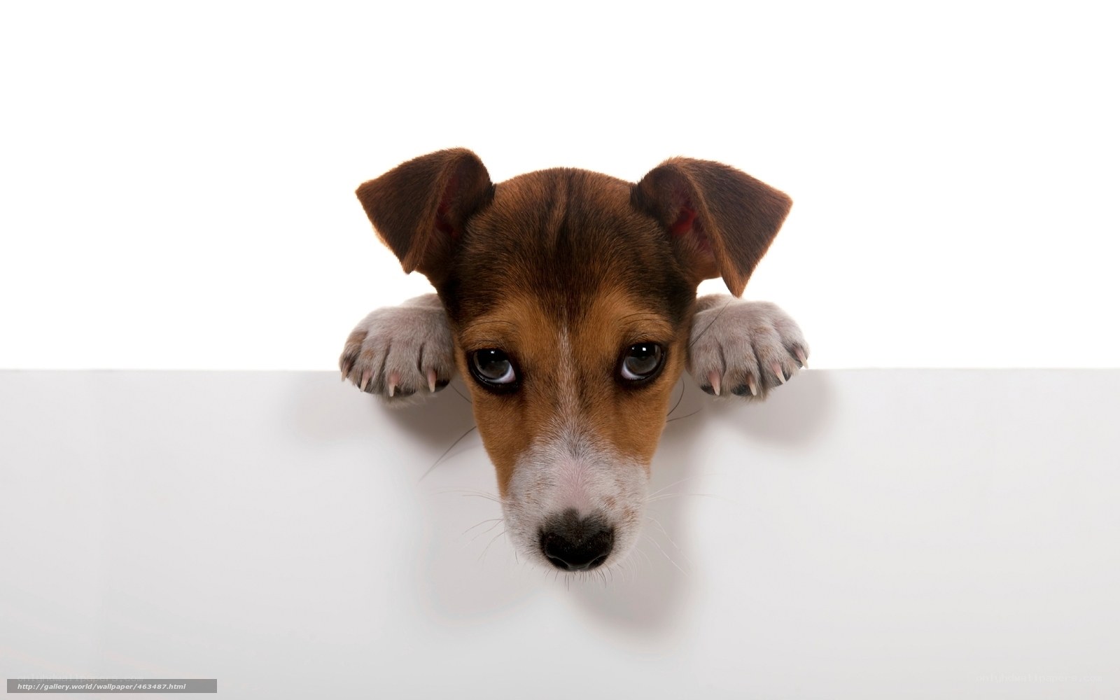 puppy peeking over white surface