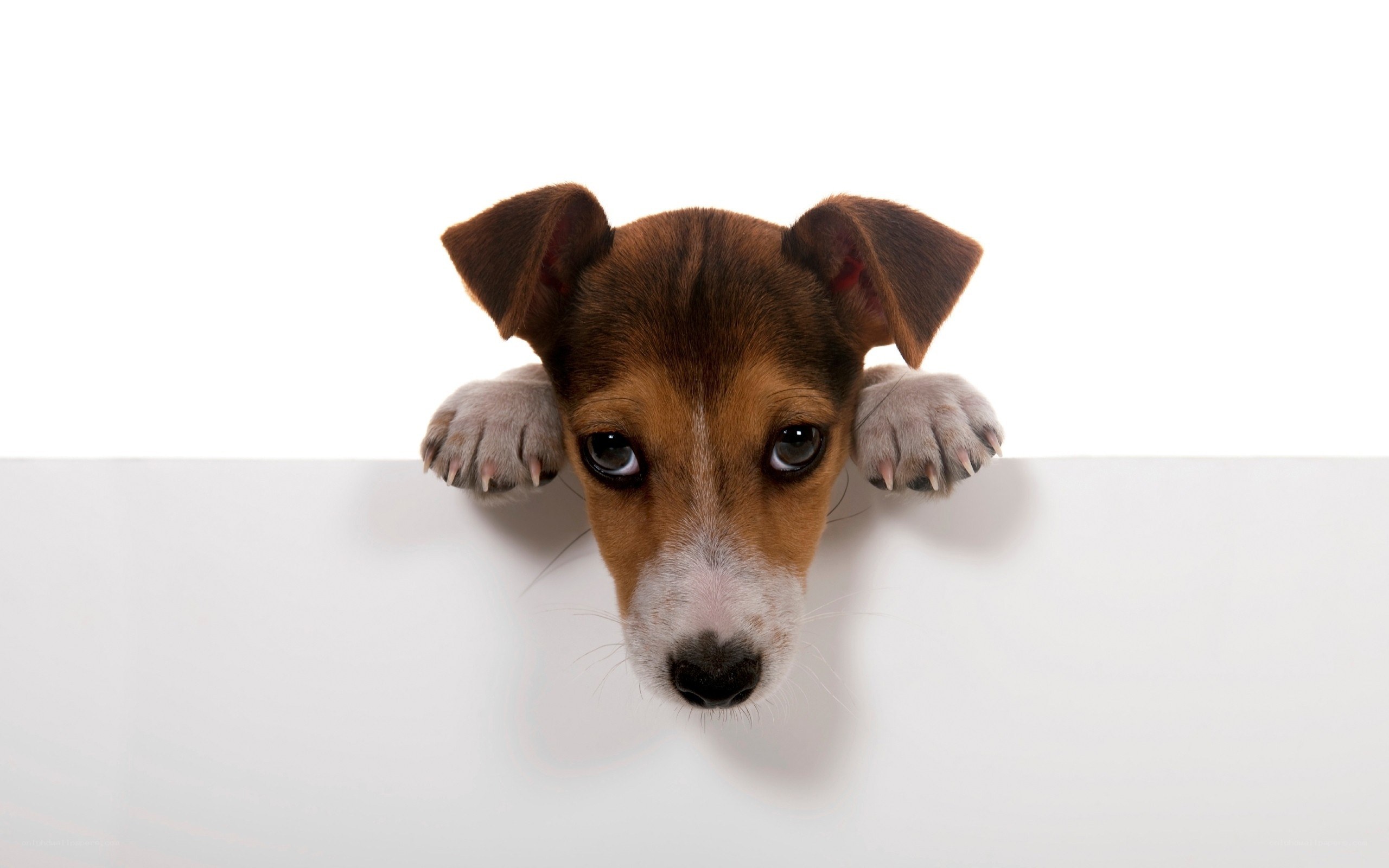 puppy peeking over white surface