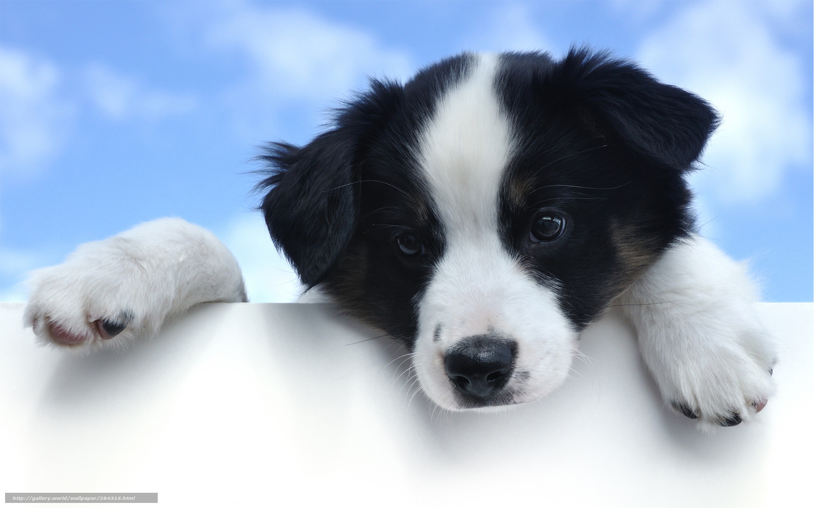 puppy peeking over white surface