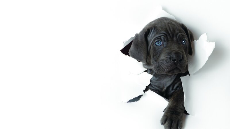 puppy peeking through torn paper